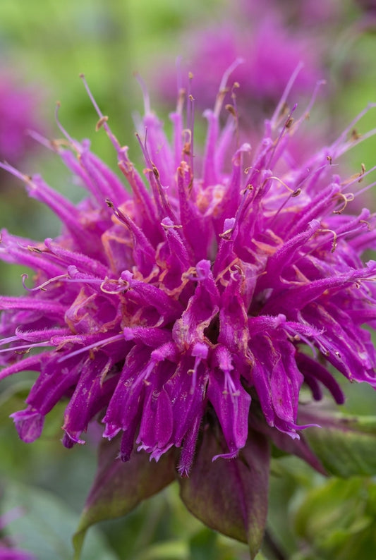 Monarda 'Donnerwolke' bloem