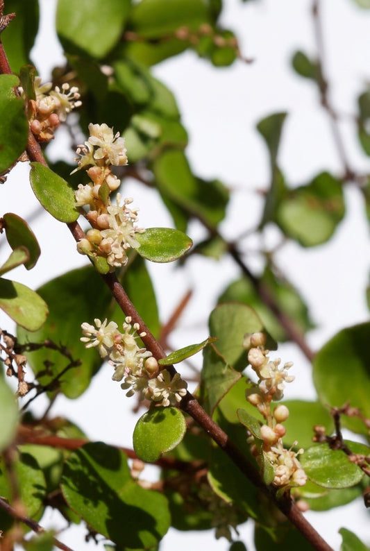 Muehlenbeckia complexa bloem