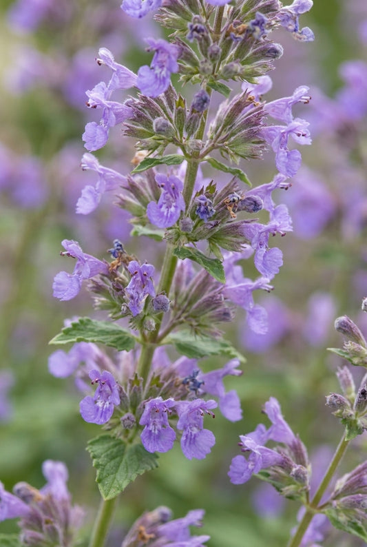 Nepeta grandiflora 'Zinser's Giant' bloem