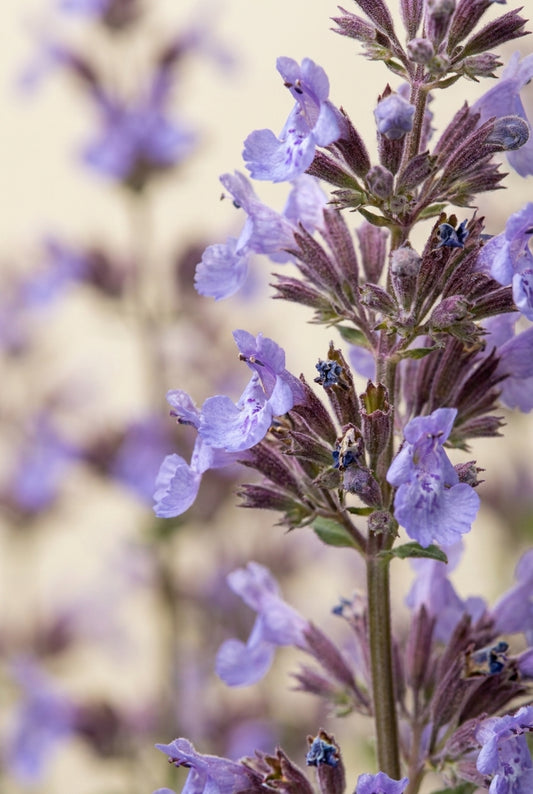 Nepeta 'Six Hills Giant' bloem