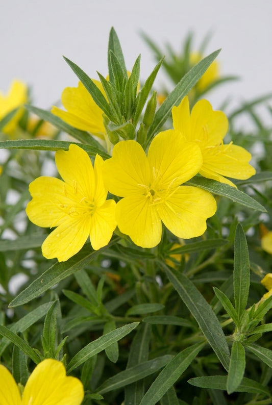 Oenothera 'African Sun' bloem