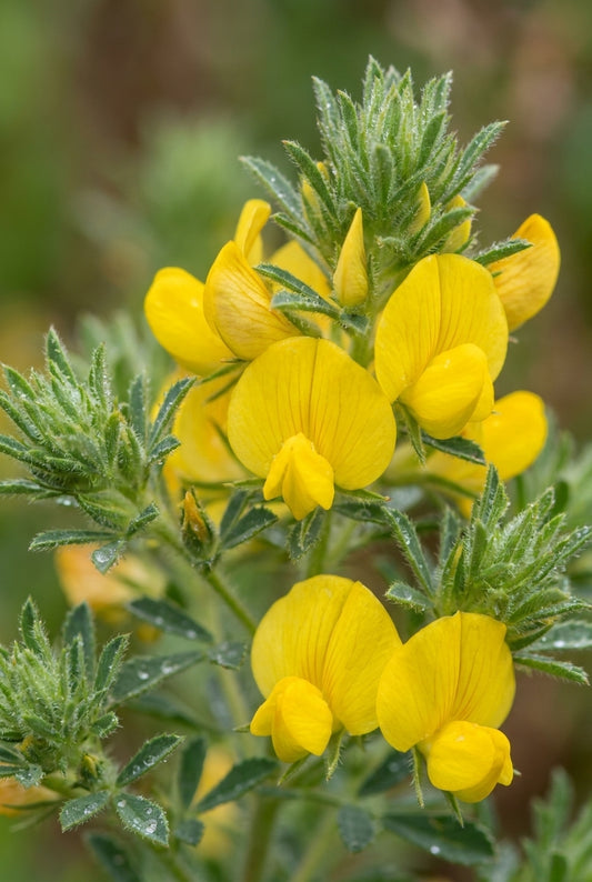 Ononis natrix bloem