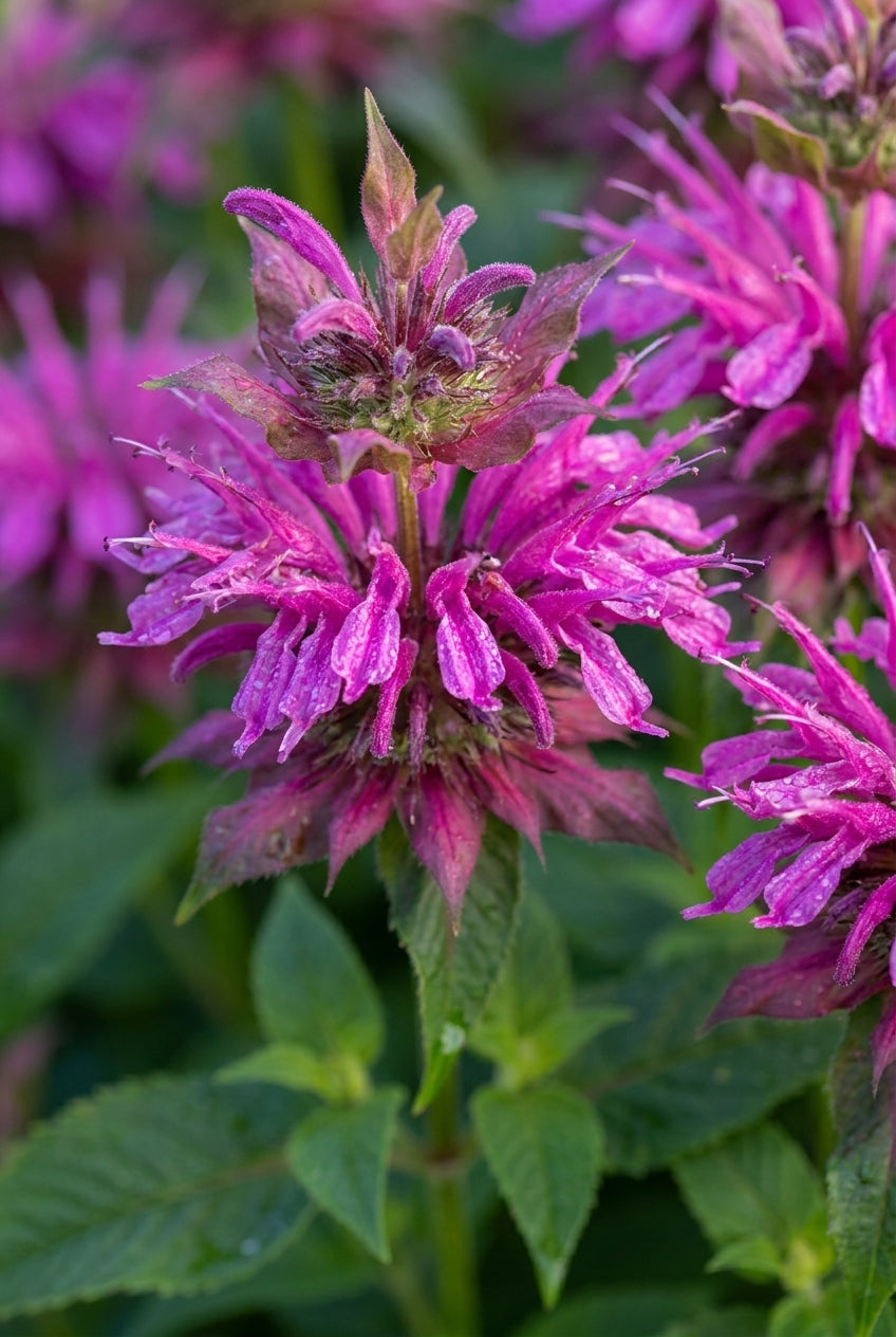 Origanum laevigatum 'Purple Charm' bloem