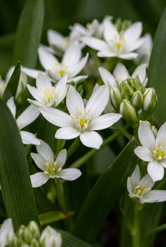 Ornithogalum nutans bloem