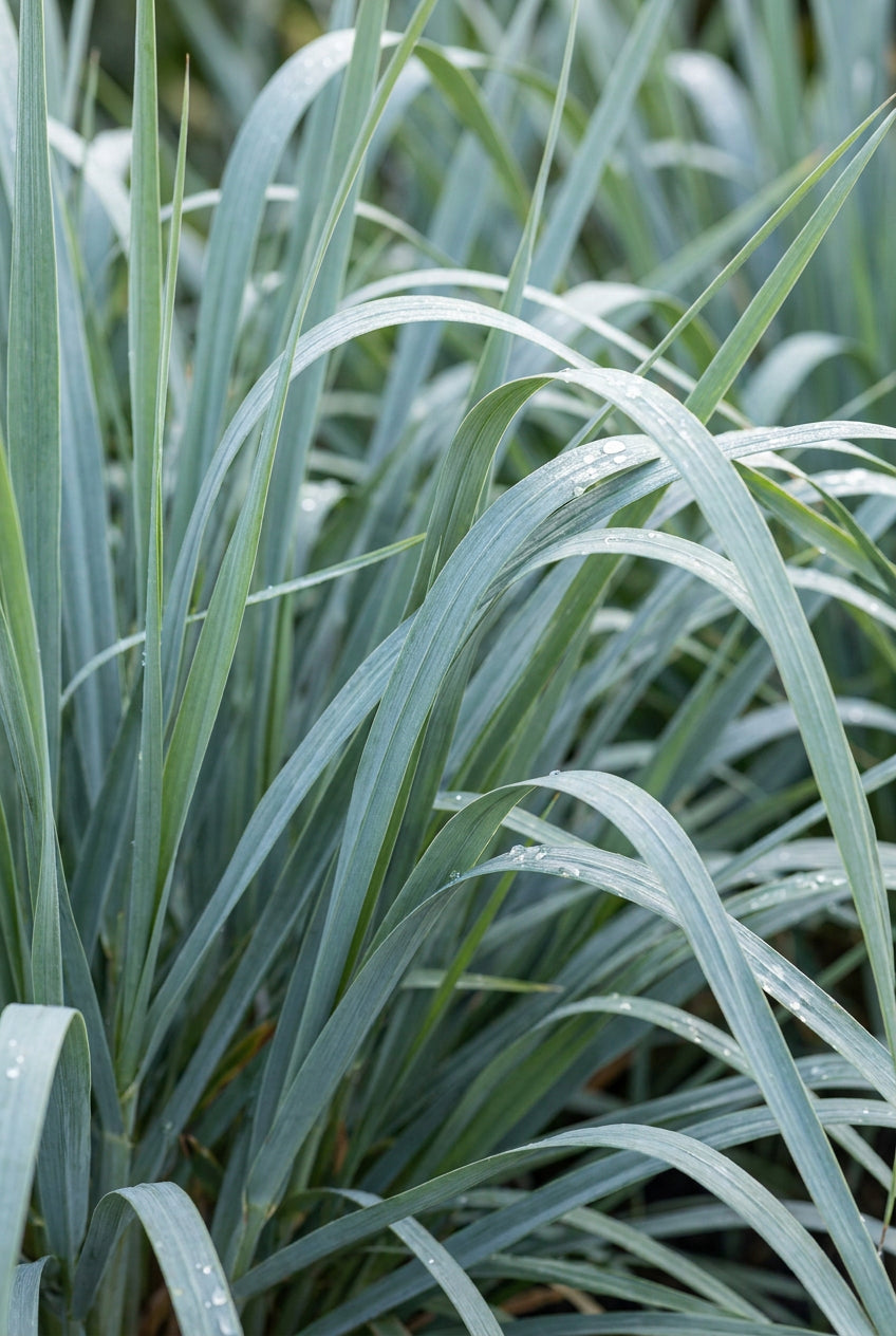 Panicum amarum 'Dewey Blue' blad