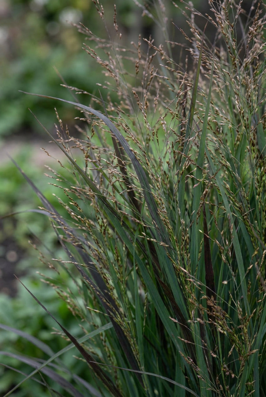 Panicum virgatum 'JS Blue Darkness' blad