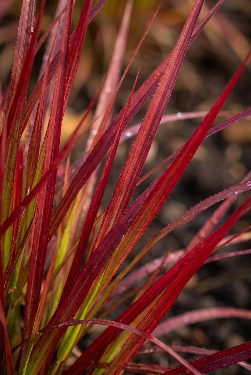 Panicum virgatum 'Kurt Bluemel' blad