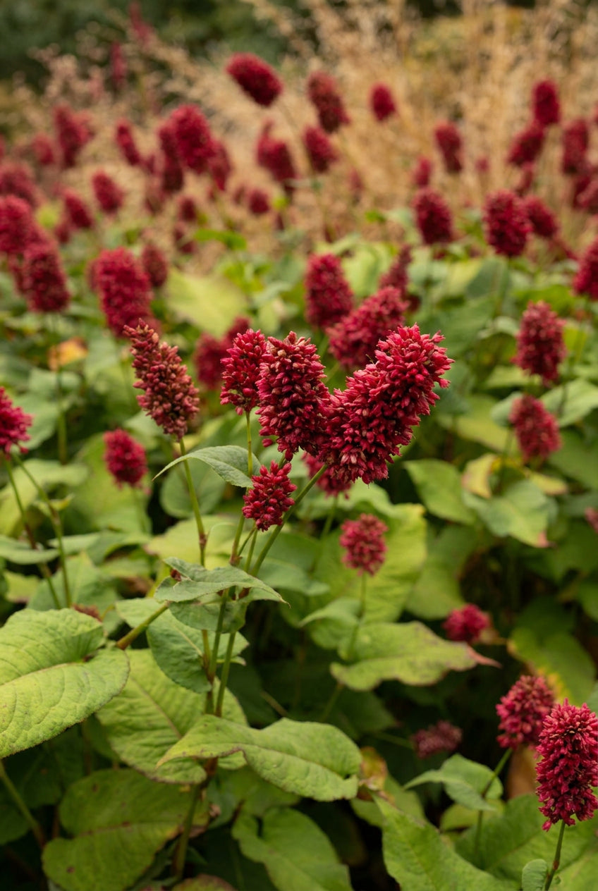 Persicaria amplexicaulis 'Dikke Floskes' bloesem