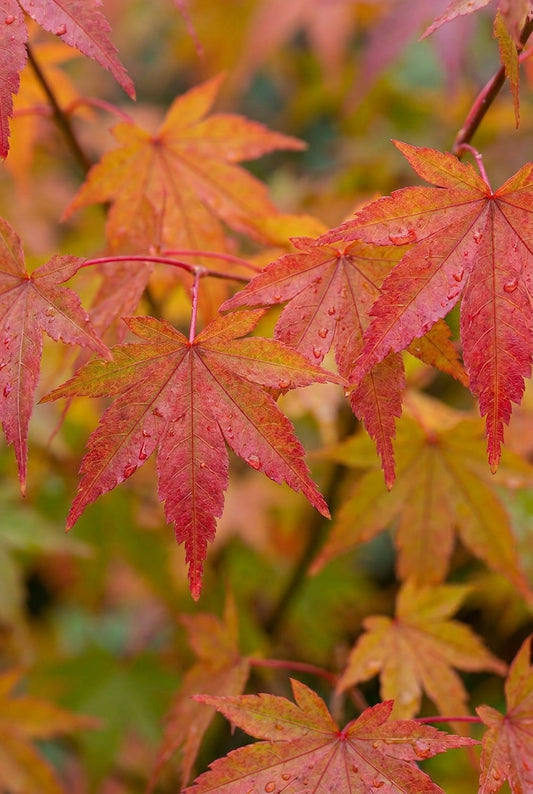 Acer palmatum 'Bi-hoo' bladeren