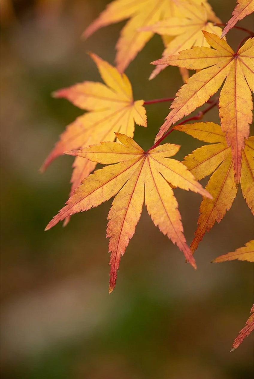 Acer palmatum 'Bi-hoo' meerstammig / struik blad