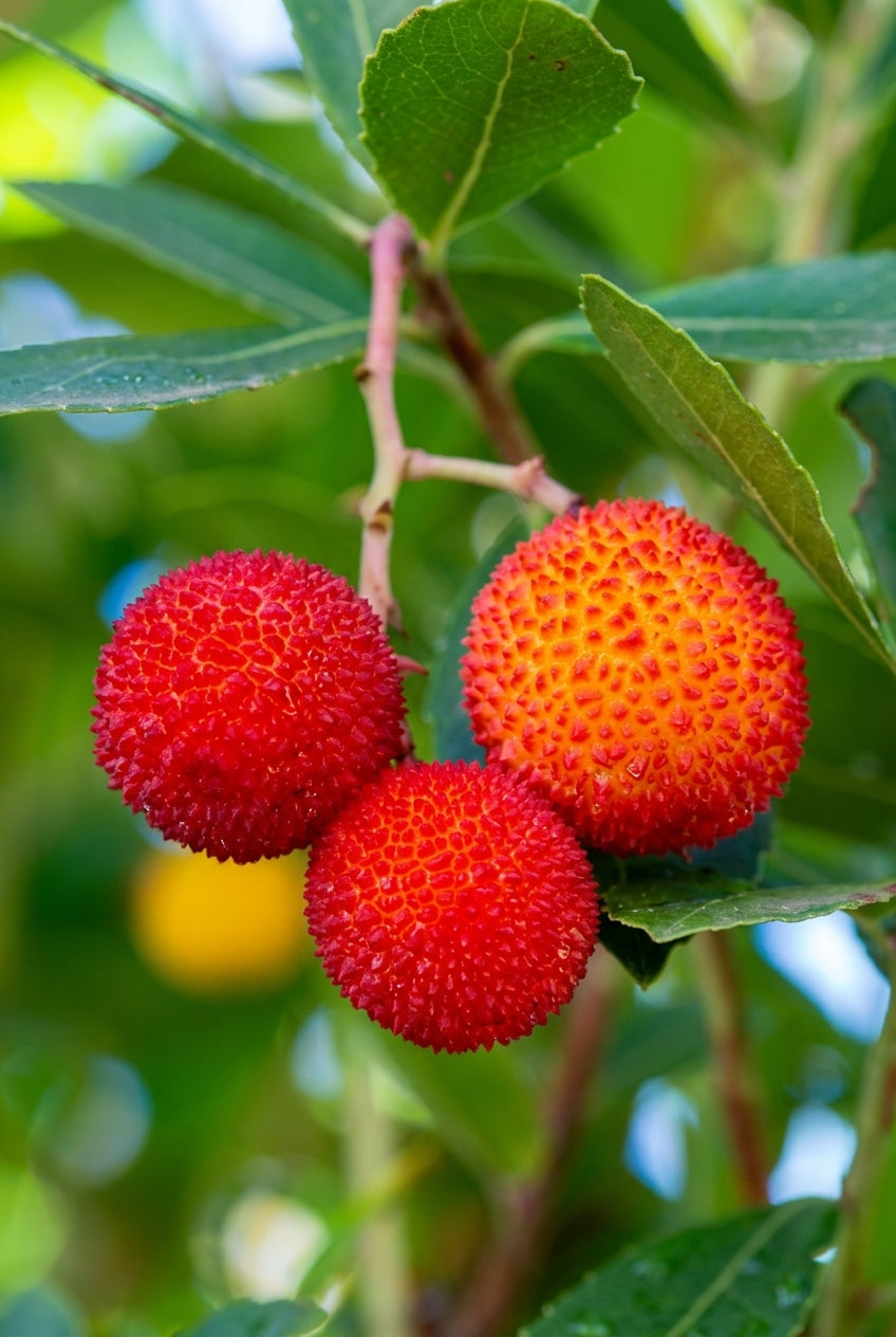 Arbutus unedo 'Cobra' meerstammig / struik vrucht