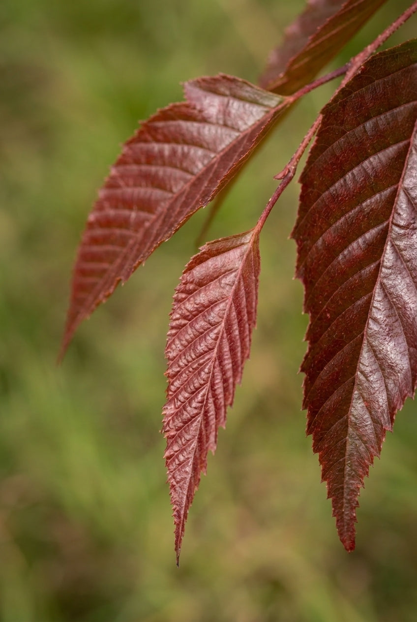 Carpinus polyneura Tuinplanten blad