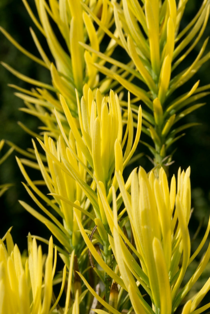Cephalotaxus harringtonii 'Korean Gold' naald
