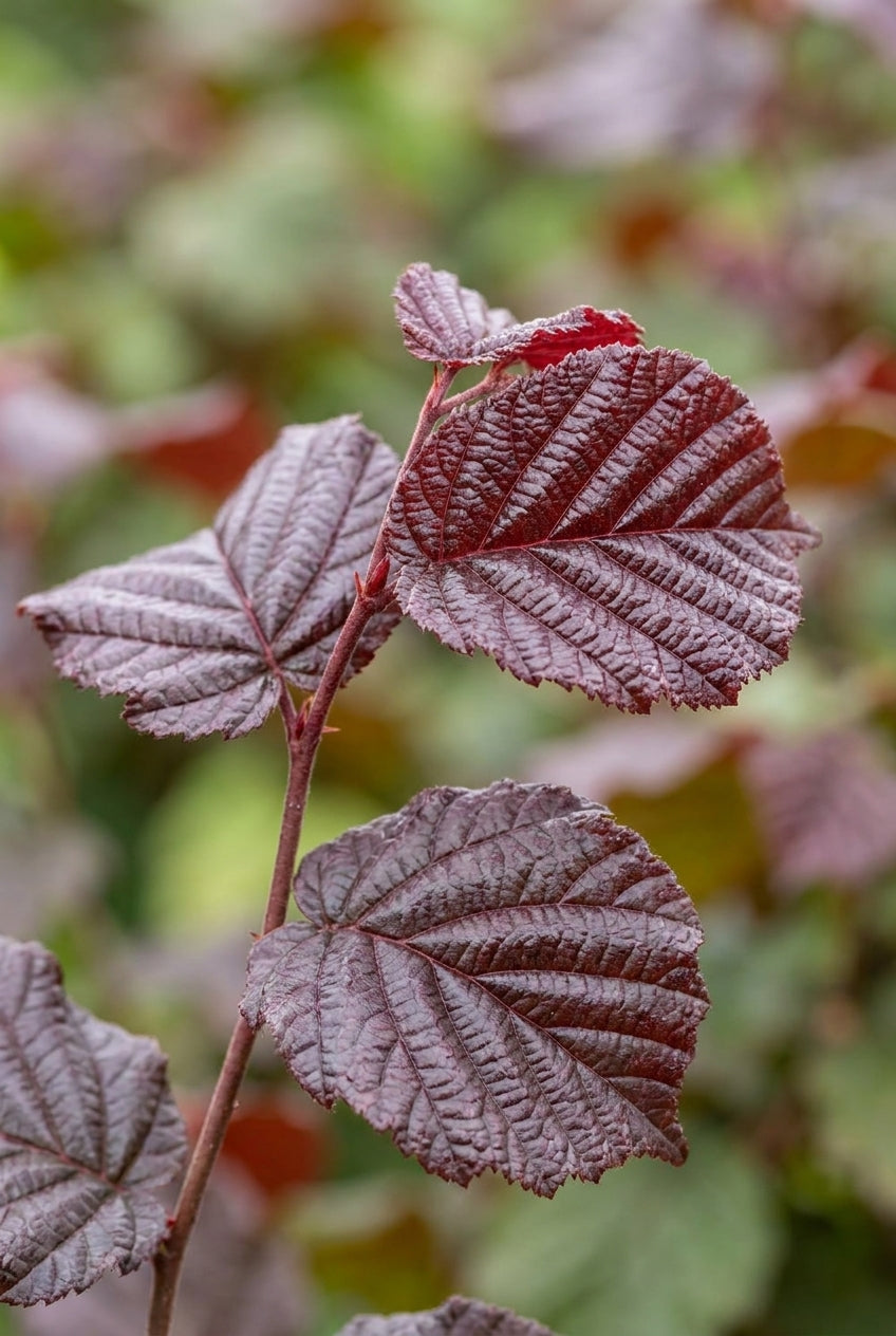 Corylus 'Red Majestic' Tuinplanten blad