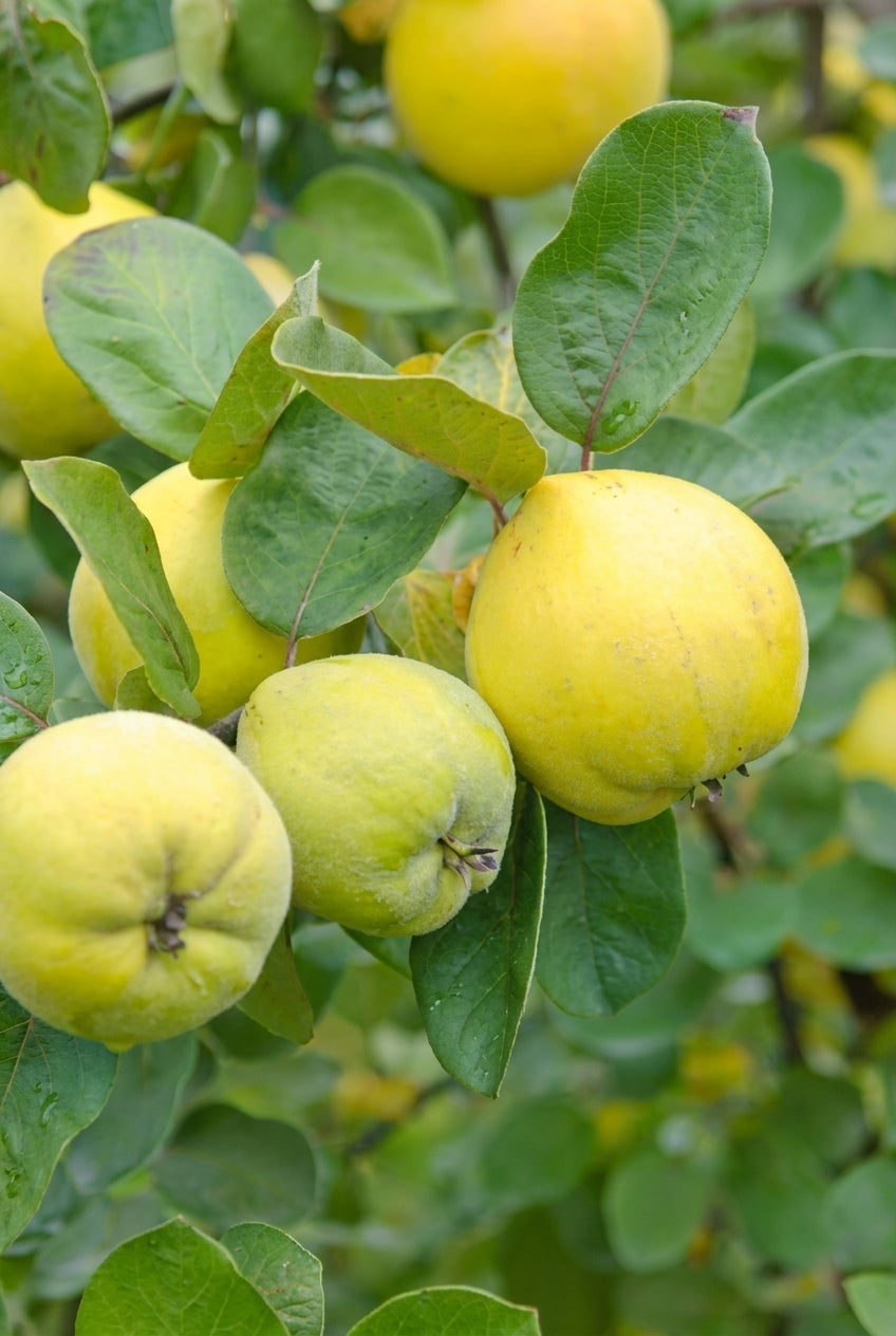 Cydonia oblonga 'Leskovacka' Tuinplanten vrucht