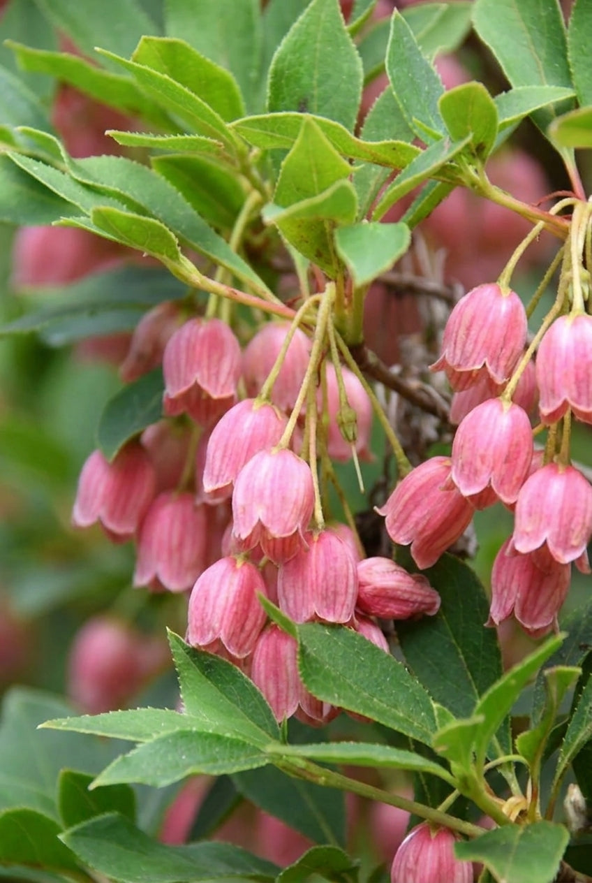 Enkianthus campanulatus 'Red Bells' Tuinplanten bloem