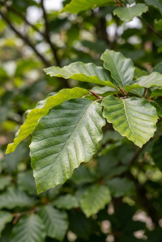 Fagus orientalis 'Iskander' Tuinplanten blad