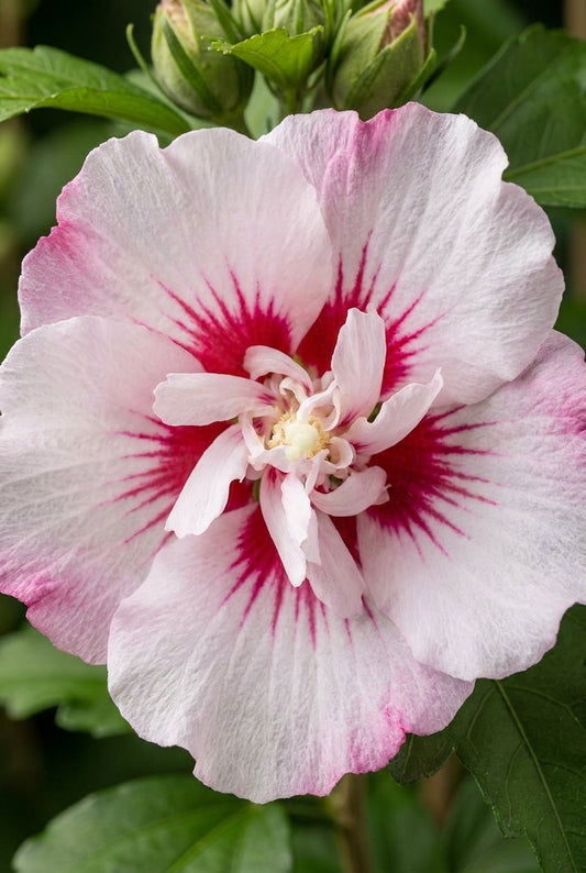 Hibiscus syriacus Tuinplanten bloem