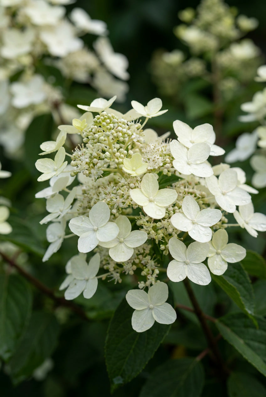 Hydrangea paniculata 'Dharuma' Tuinplanten bloem