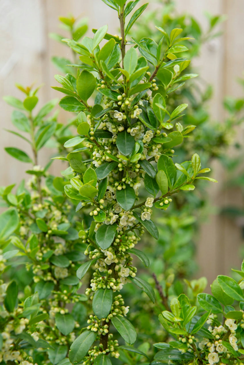 Ilex crenata 'Caroline Upright' Tuinplanten bloem