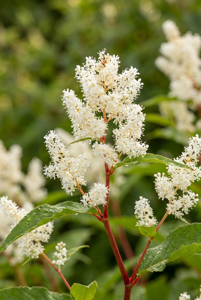 Persicaria polymorpha bloem