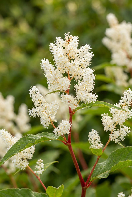 Persicaria polymorpha bloem