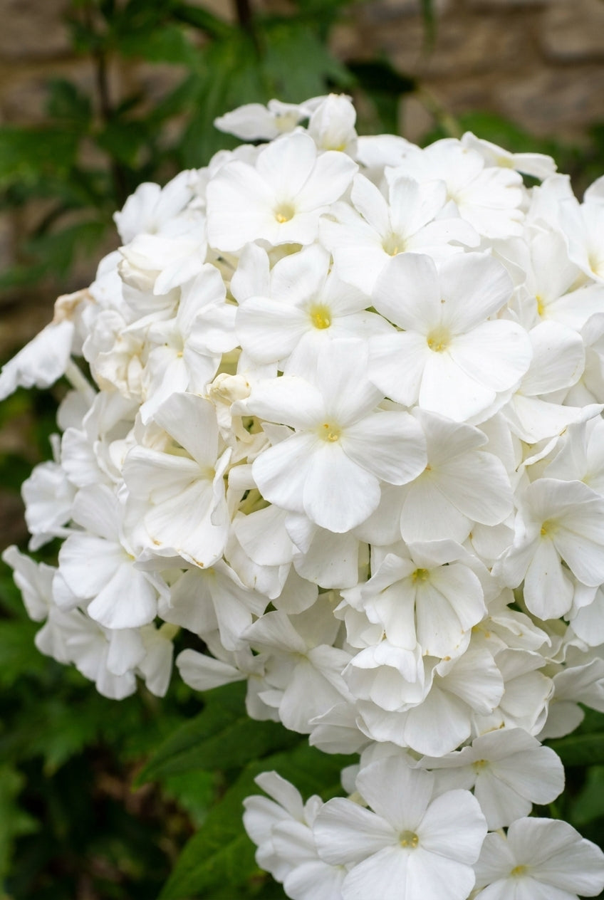 Phlox (P) 'Fujiyama' bloem