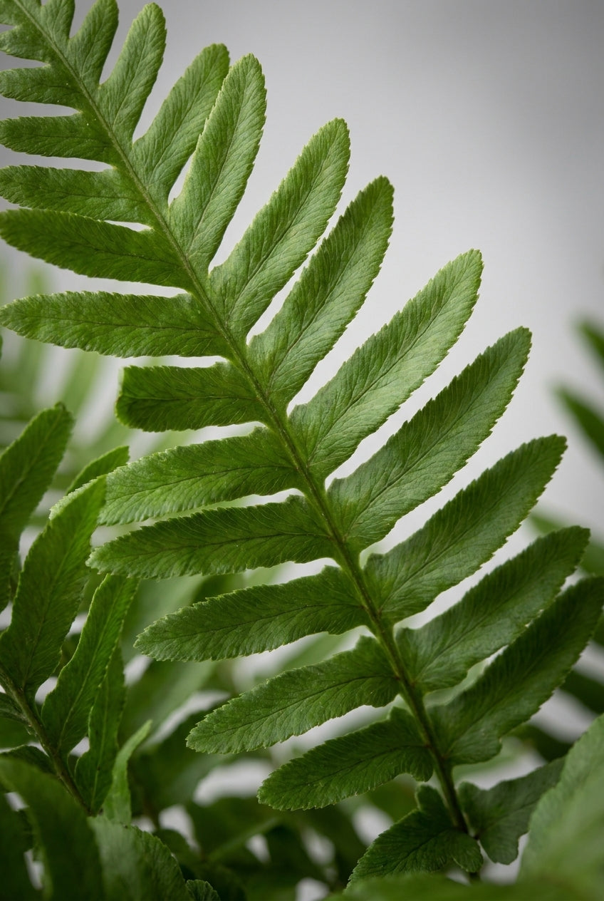 Polypodium vulgare 'Bifido Multifidum' blad