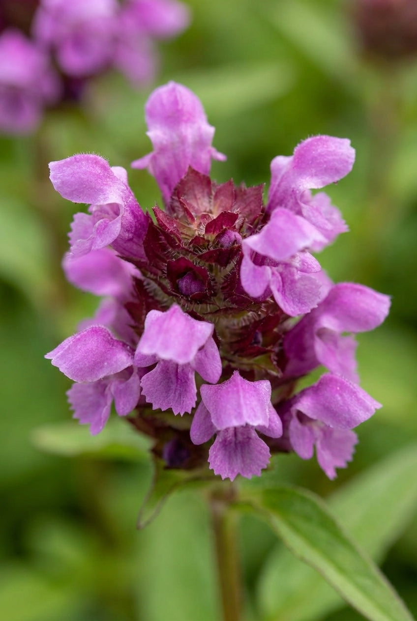 Prunella grandiflora 'Altenberg Rosa' bloem