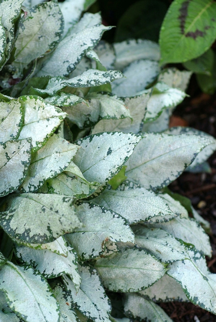 Pulmonaria 'Moonshine' blad