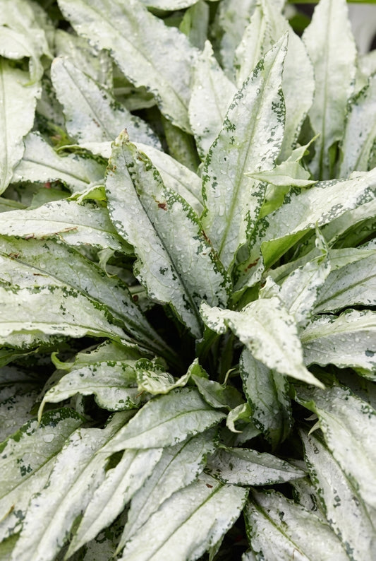 Pulmonaria 'Silver Bouquet' blad