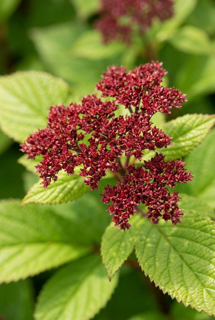 Rodgersia sambucifolia 'Rothaut' bloem