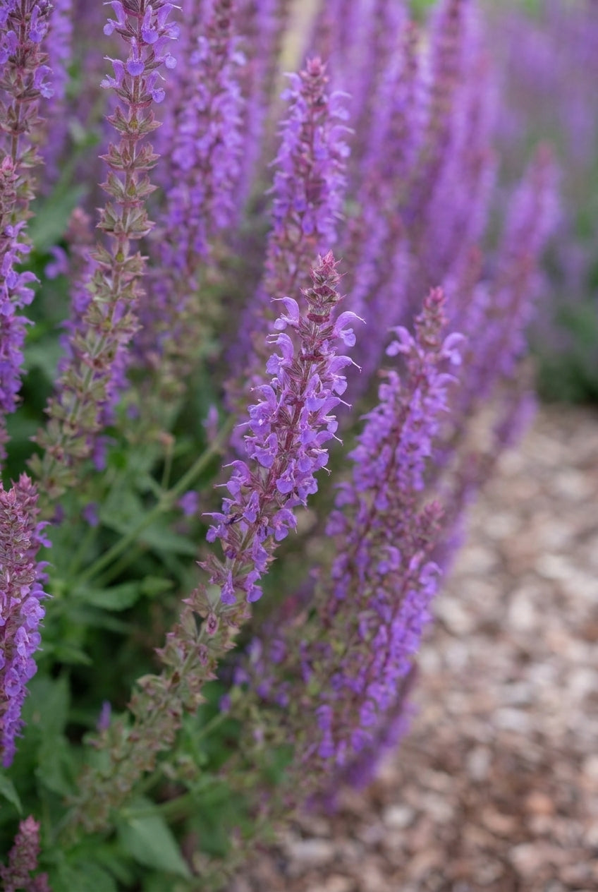 Salvia nemorosa 'Ostfriesland' bloem