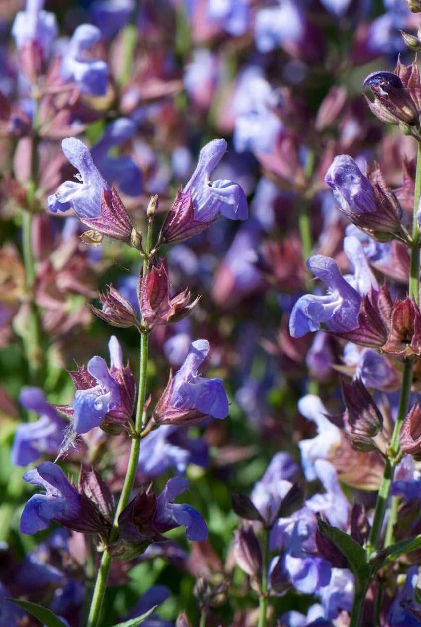 Salvia officinalis 'Grete Stölzle' bloem
