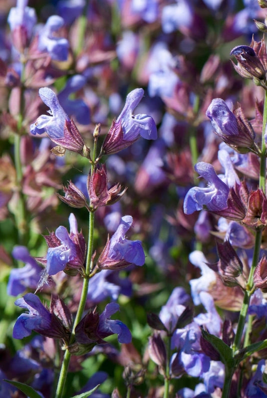 Salvia officinalis 'Grete Stölzle' bloem