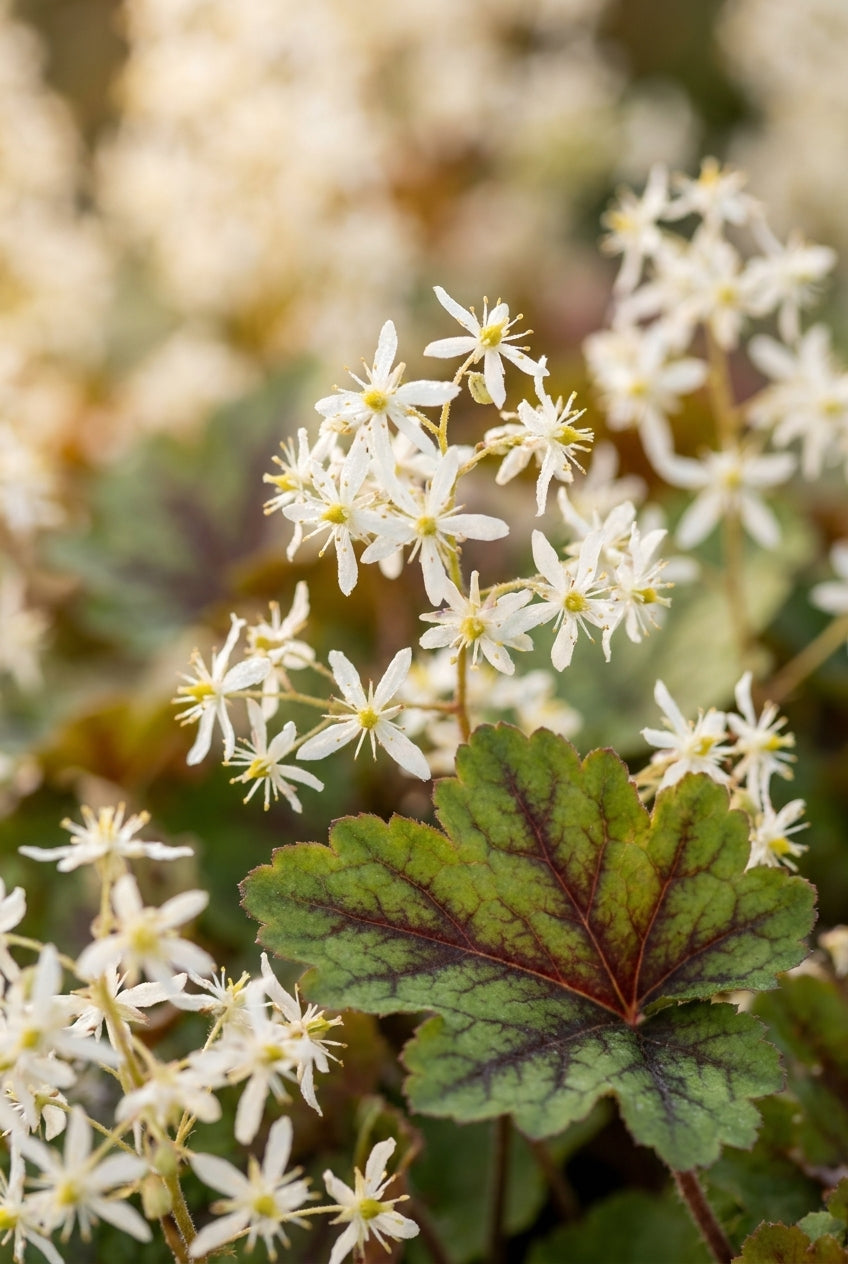 Saxifraga cortusifolia 'Maigrün' bloem