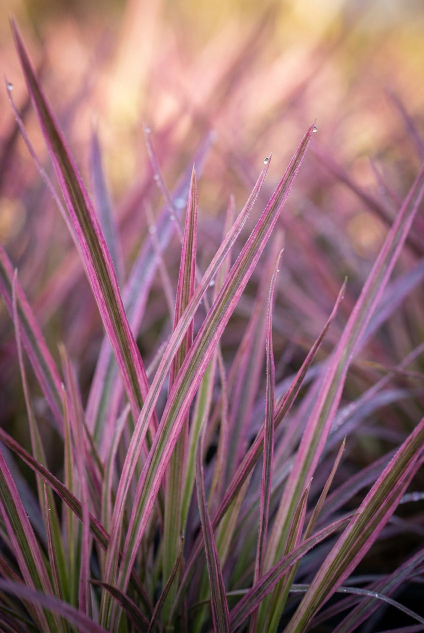 Schizachyrium scoparium 'Chameleon' blad