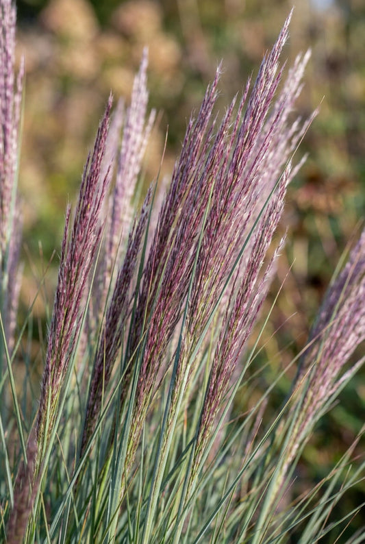 Schizachyrium scoparium pluimen