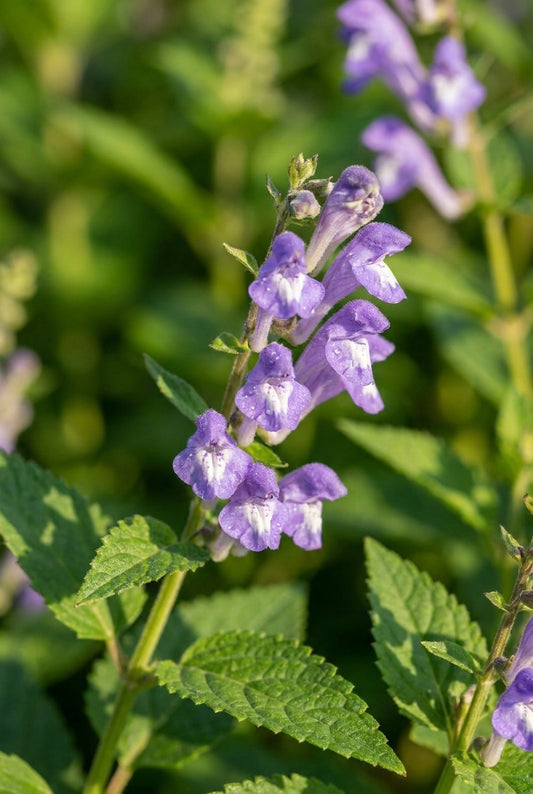 Scutellaria incana bloem