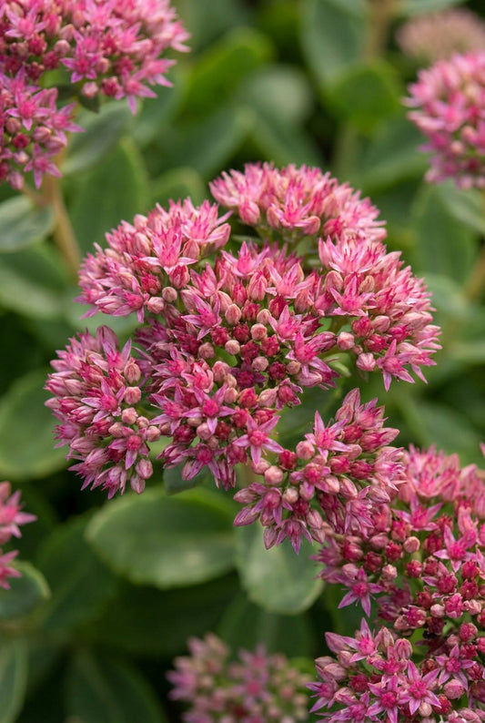 Sedum 'Abbeydore' bloem