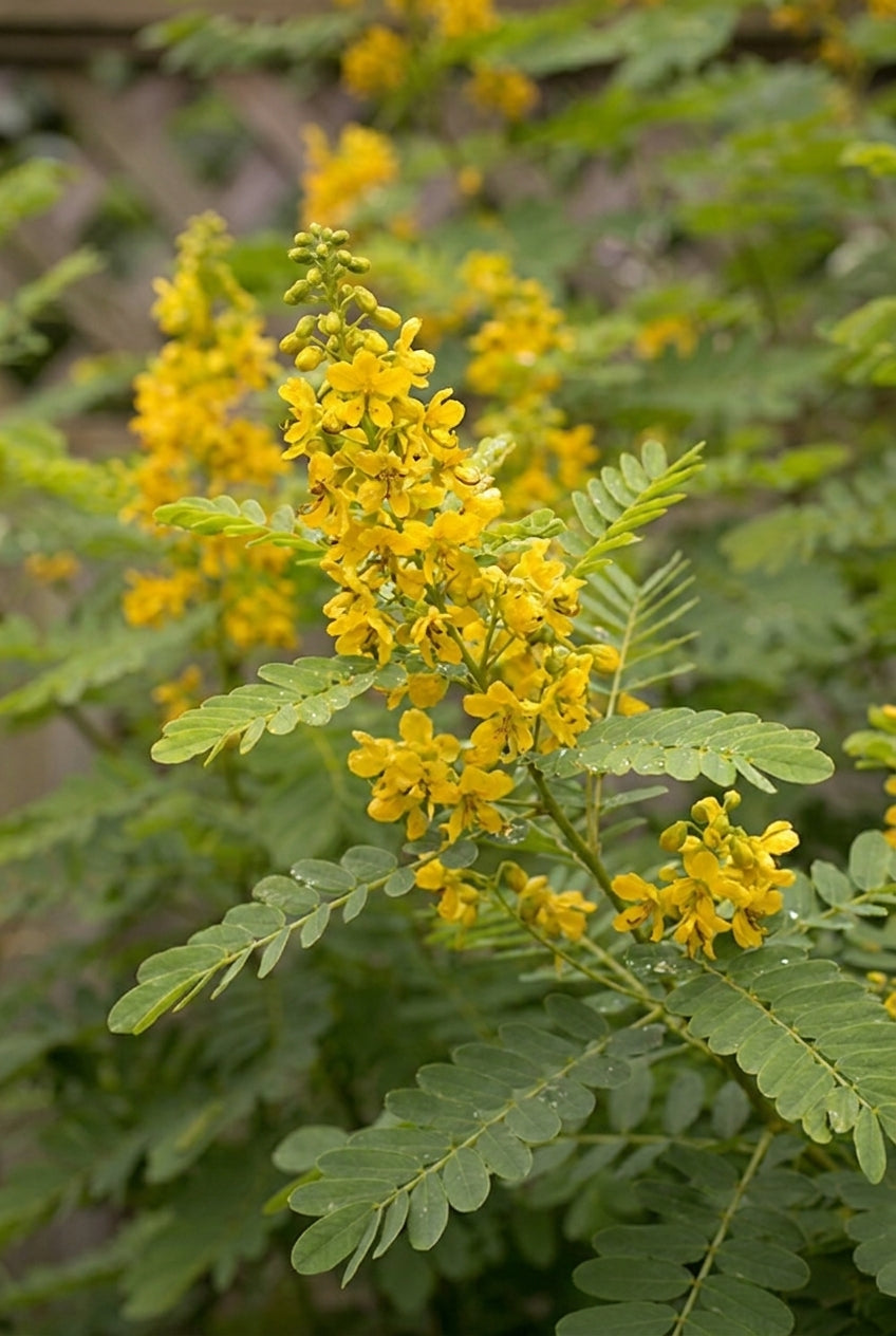 Senna hebecarpa bloem