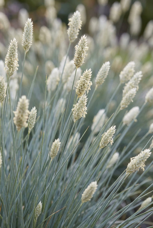 Sesleria nitida pluimen