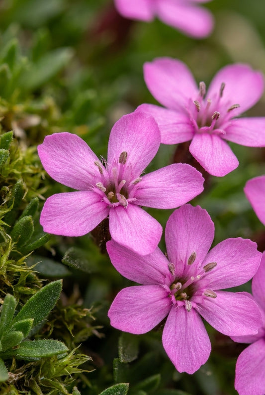 Silene acaulis 'Floribunda' bloem