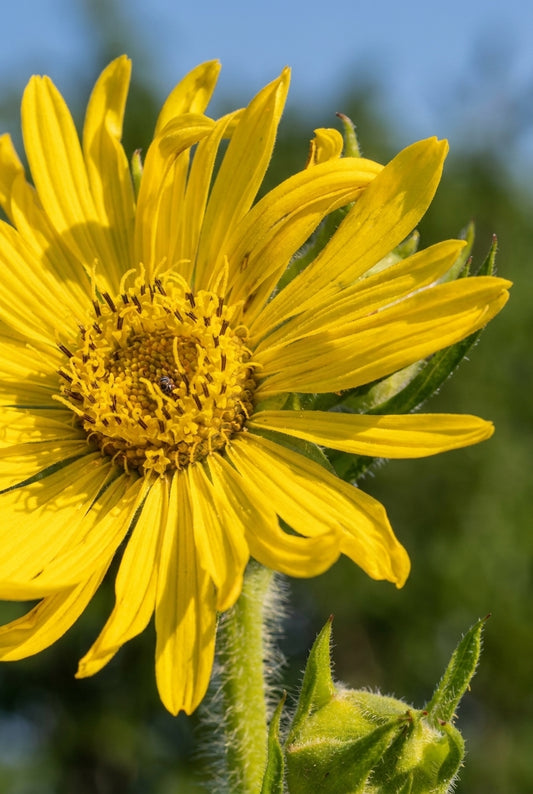 Silphium laciniatum bloem