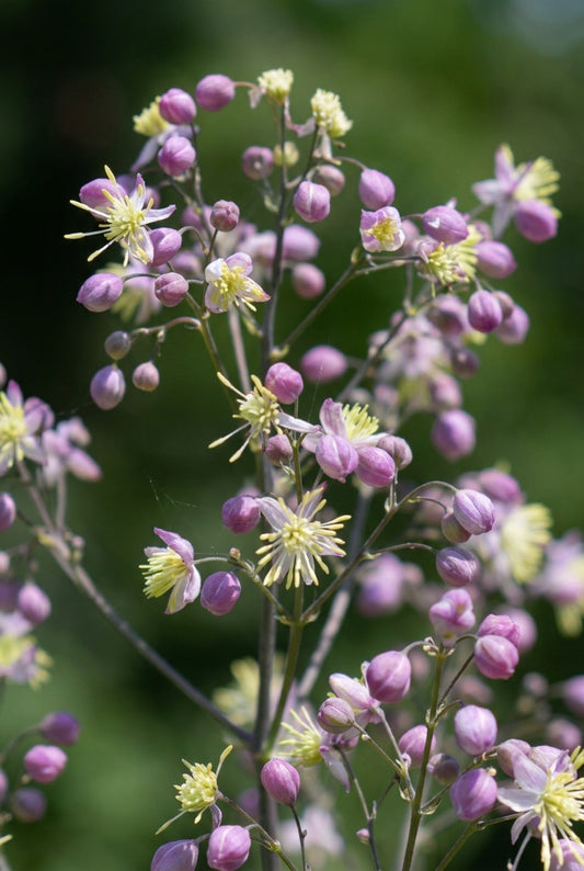 Thalictrum 'Elin' bloem