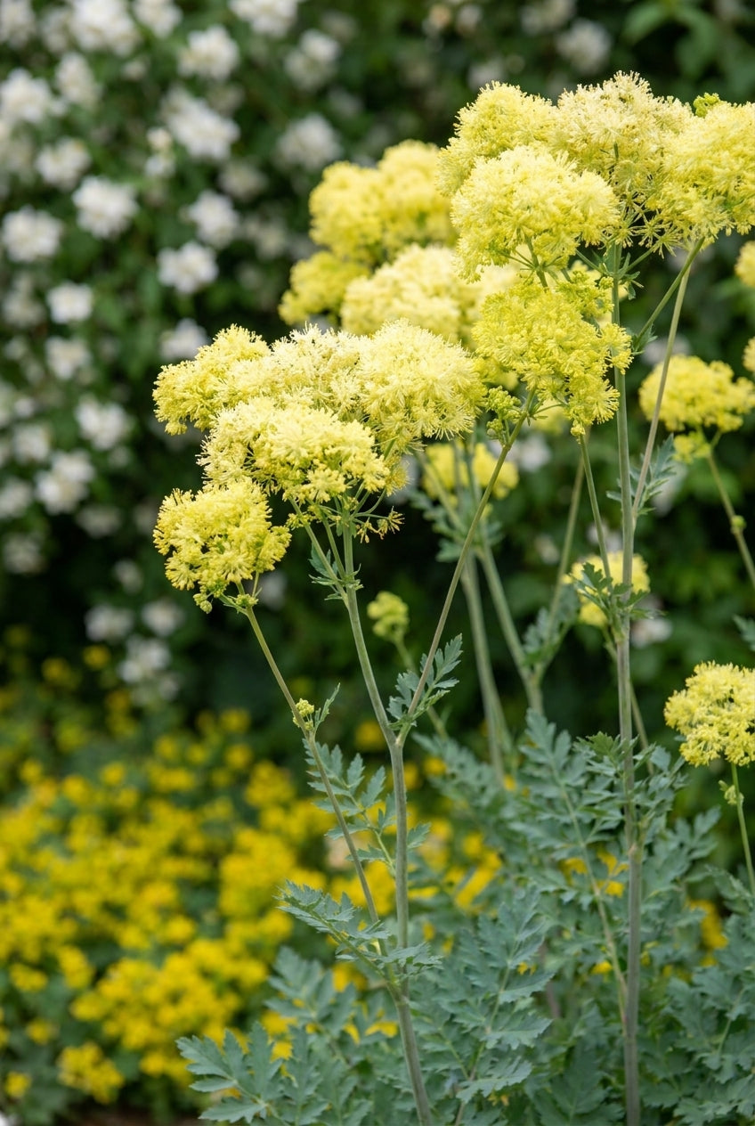 Thalictrum flavum 'Tukker Princess' bloem