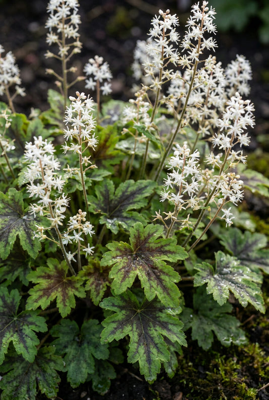Tiarella 'Timbuktu' bloem