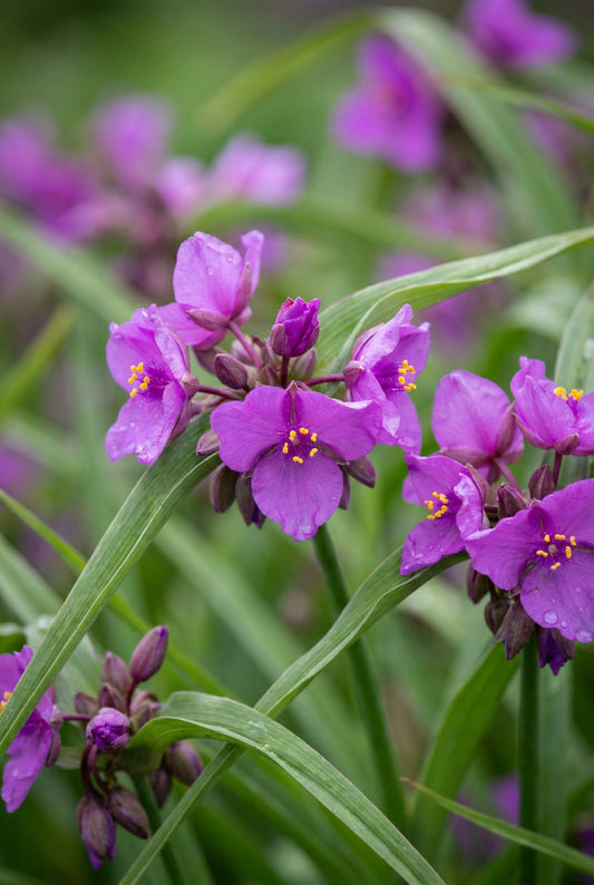 Tradescantia (A) 'Red Grape' bloemen