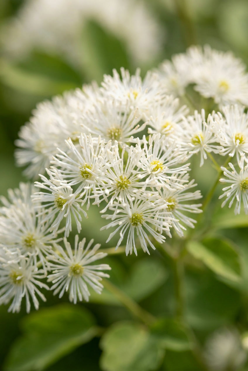 Trautvetteria carolinensis bloemen