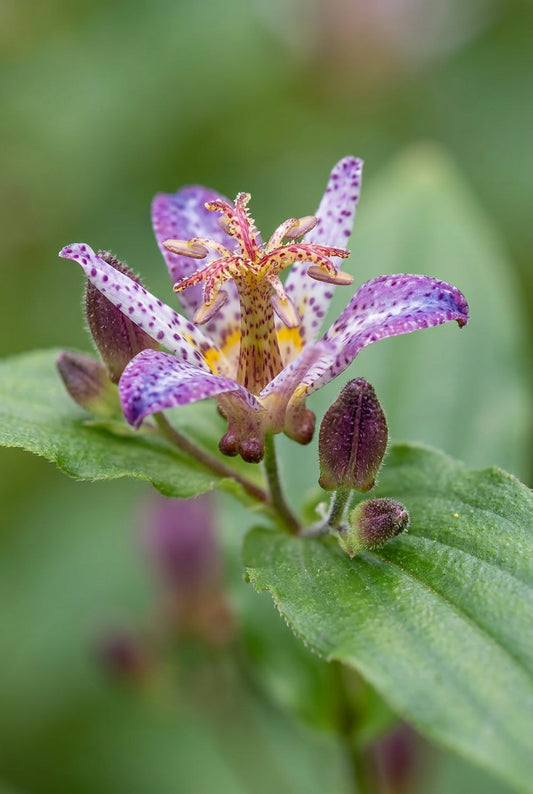 Tricyrtis 'Taipei Silk' bloem